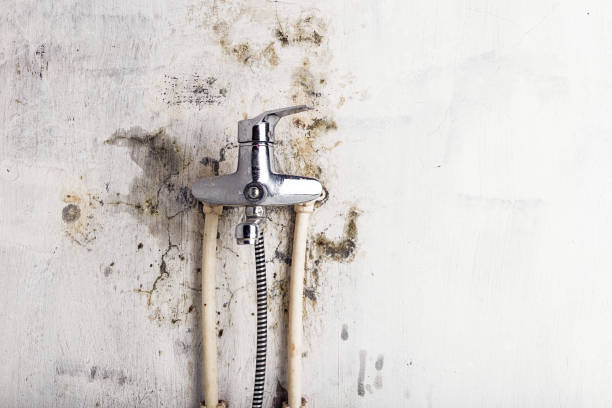 Best Toxic Mold Removal  in Springfield, MN