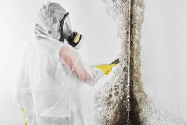 Best Commercial Mold Removal  in Springfield, MN