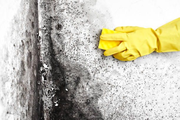 Best Mold Removal Near Me  in Springfield, MN