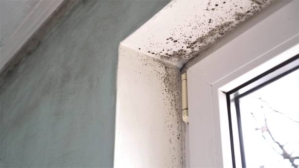 Best Professional Mold Removal  in Springfield, MN