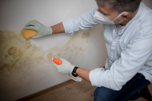 Trusted Springfield, MN Mold Removal Experts