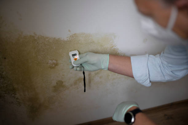 Best Attic Mold Removal  in Springfield, MN
