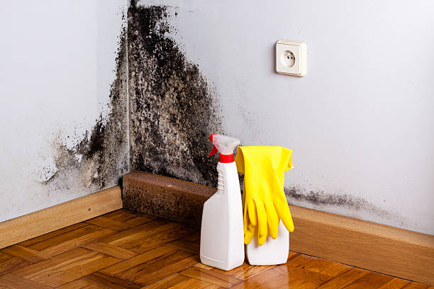 Best Local Mold Removal Service  in Springfield, MN