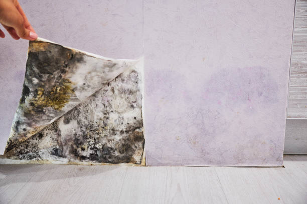 Best Water Damage Restoration  in Springfield, MN